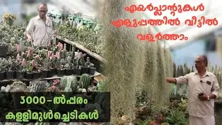 Above 3000 Cactus varieties and its Grafting method, propagation and potting| Spanish moss care