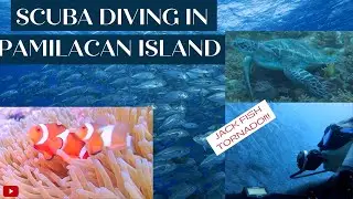 #SCUBADIVING in Pamilacan Island, Bohol-Philippines!Huge Jack fishTornado, Turtles, Sea Snake! 2019