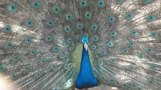 Bangladesh national Zoo visiting time / watching animal at zoo / Play Toy Bd /Zoo/ Animal/Fun time