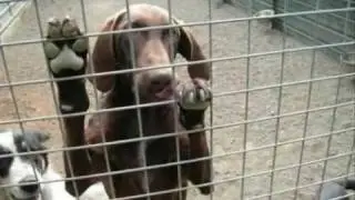 Renato Zero - Il pelo sul cuore (Senza un pedigree non sei nessuno qui) by treguazero