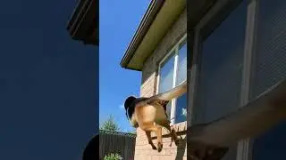 Alguien vio al gato #perro  #PerroVsDron #DogVsDrone #funnycats