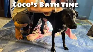 Coco ko Nehla Diya 💦 | My Dog&rsquo;s Body Care Routine 🐾 #dogvlogs #petcare #puppy