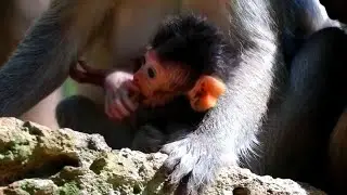 Pitiful little baby monkey Jayden struggle to get out from mom