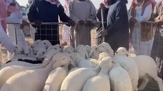 تغطيه سوق الاحد بعد الظهر بالقرشيات شمال الطايف ١٤٤٧/٧/٨ هـ