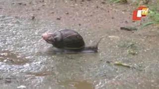 Snails Crawling Everywhere! Odisha Town Grappling With Snail Menace