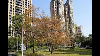 2026台北信義區落羽松