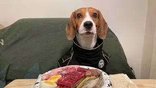 ASMR Beagle Eating Raw Foods.