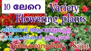 10 ലേറെ variety flowering plants # plants sale# online sale#combo offer#നിങ്ങൾ ആവശ്യപ്പെട്ട ചെടികൾ #