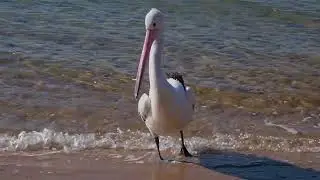 Australian Pelican