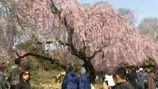 A Cherry Tree Grows Blossoms in Brooklyn