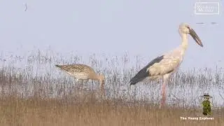 Wildlife Week Series - &ldquo;Veer Dam Diaries: Wings Across Continents&rdquo;