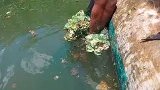 wow!!!!Sri Lankan 🇱🇰 fishing 🐟 big fishcathing| traditional best cast net fishing video in river