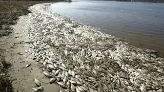LOCALS SHOCKED AS THOUSANDS OF FISH WASH UP DEAD ON SOUTH AUSTRALIA'S EYRE PENINSULA (MAR 7, 2013)