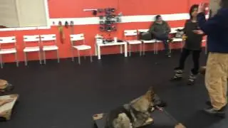 Aggressive Pit Bull Rehab Solid K9 Training
