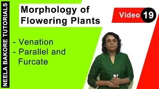 Morphology of Flowering Plants | NEET | Venation - Parallel and Furcate | Neela Bakore Tutorials