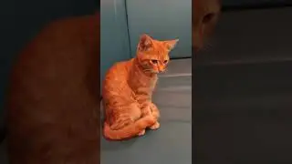 Cat cafe 😻|| India