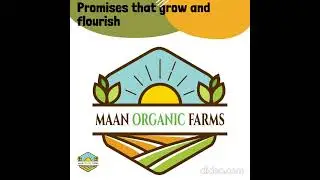 MAAN ORGANIC FARMS Grafted AMARPALI AMRAPALI MANGO aam grafted fruit plant 2-3 ft