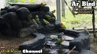 Taman Dalam AviaRy, Membuat Lovebird Senang Turun Mandi Bersama
