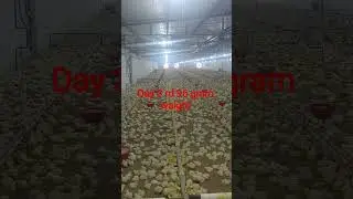 #farming #chicken #top #birds #poetry