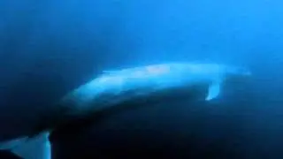 Blue Whale Song