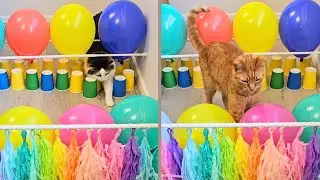 Two cats vs paper cups & balloons!