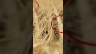 How Velcro Was Invented: Nature's Ingenious Inspiration