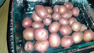 HOTLOGIC Mini cooks red creamer potatoes