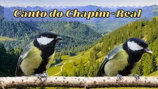 Canto do Chapim Real – Sons e Cantos de Pássaros e Aves!
