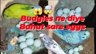 Budgie birds ke eggs kaise hote hai 😱🤯😱(बाजीज़ बर्ड ने दिए एक साथ ढेर सारे अंडे)@Rj11parrotworld