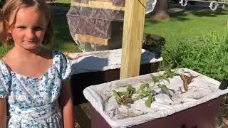 Small sunny patch gardening: Harvesting EarthBox potatoes.