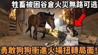 勇敢的狗狗冒着生命危險，營救被困在谷倉火災中無路可逃的牲畜，令人難以置信的救援看哭眾人！#馬 #狗狗 #牲畜 #救助 #跨物種 #心靈暖流 #感人壹幕 #不可思議 #真實故事 #心靈飼養員