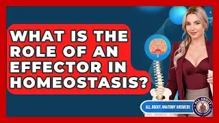 What Is The Role Of An Effector In Homeostasis? - All About Anatomy Answers