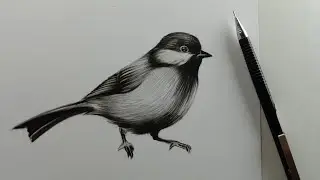 Bird Drawing with charcoal pencil #shorts