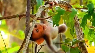 Lovely baby monkey Rex trying to climbing a tree