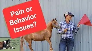 Is my horse misbehaving or in pain?