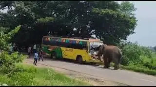 Bus ଭାଙ୍ଗିଦେଲା ଦେଖନ୍ତୁ ହାତି 🐘🦣ମାନଙ୍କର ଆତଙ୍କ ଭୟଙ୍କର ପରିସ୍ଥିତି 
