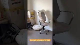 Home office essentials: kittens + chaos. #kittens #wfh #homeoffice #officelife #cutecats #catvideos