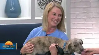 FOX 8 NEWS Cleveland New Day Cleveland: Middleburg Heights Animal Shelter