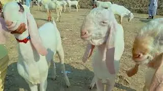 پاکستان سب سے خوبصورت بڑی منڈی 