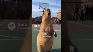 Capybara is too good at basketball!#capybara#cute #shortvideo #shorts #funny#fun