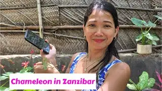 Zanzibar Wildlife Adventure: Meet the Chameleon | Tanzania Africa 