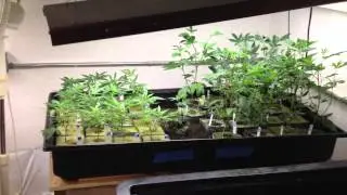 T5 10 strain genetics VEG room, ep2-3, Clones, teens and Mothers