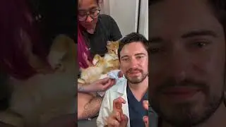 ВВЕДЕНИЕ ИНСУЛИНА КОШКЕ