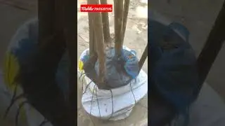 Top 5 Thailand mango variety
