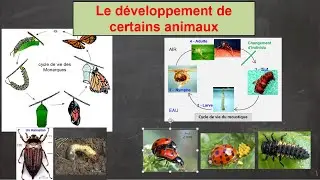 D&eacute;veloppement insectes
