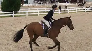 Video of ROBIN HOOD ridden by MARY ANTONINI from ShowNet!
