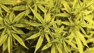 Canopy Growth CEO Bruce Linton on shares plunging after earnings report