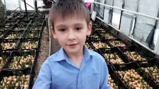 Посадка лука на зелень день 6-7-й обработка, кормление. Набираемся опыта.