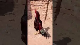 Talking Parrots and Exotic Birds For Sale Must Watch 2025 Rs.7000 beautiful asel breeder pair #birds