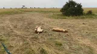 Lions are having a rest after having eaten a zebra, Entim, Maasai Mara, June 2022